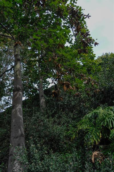 Brachychiton discolo