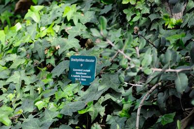 Brachychiton discolo