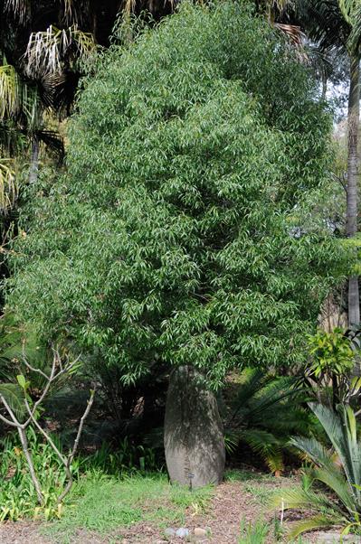 Brachychiton rupest