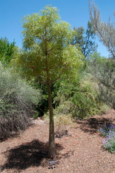 Brachychiton rupestr