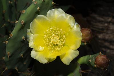 Brasiliopuntia brasi