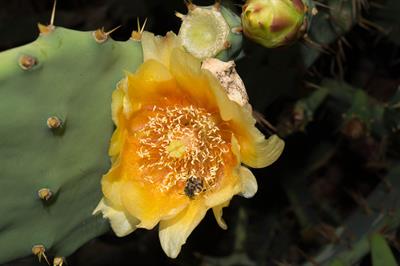 Brasiliopuntia brasi