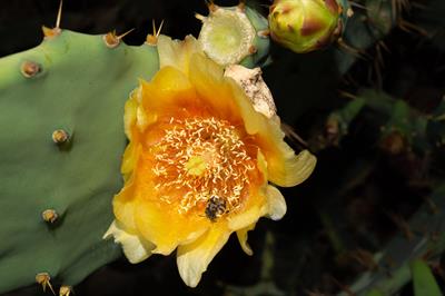 Brasiliopuntia brasi