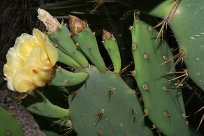 Brasiliopuntia brasi