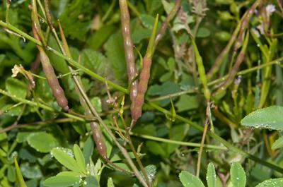 Brassica juncea