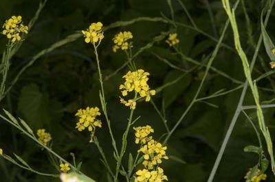 Brassica nigra