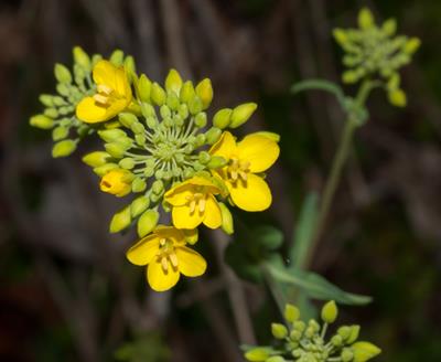 Brassica rapa