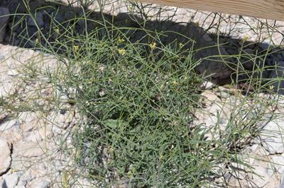 Brassica tourneforti