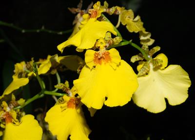 Brassidium