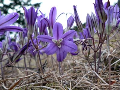 Brodiaea