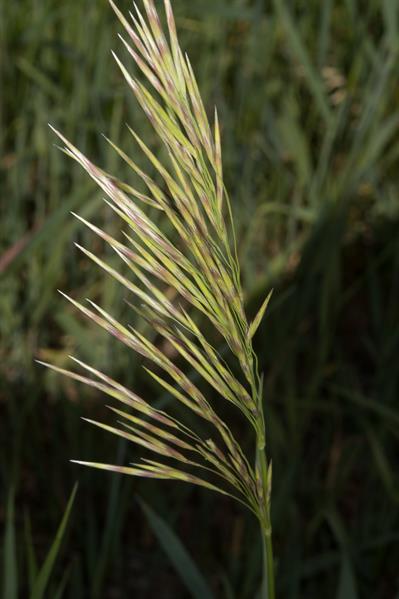 Bromus inermis
