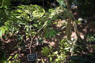 Brownea grandiceps