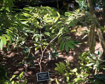 رز ونزوئلایی