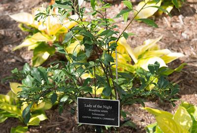 Brunfelsia nitida