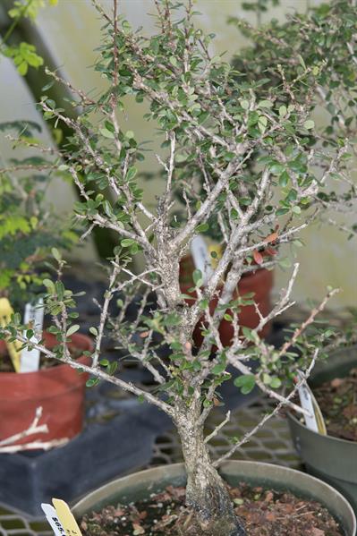 cocus wood، از خانواده نخودیان