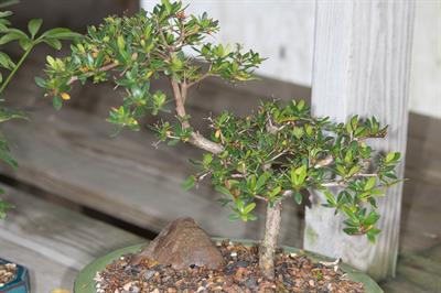 Bucida molinetii