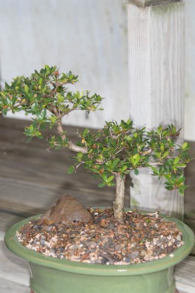Bucida molinetii (G. Maza) Alain