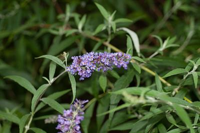 Buddleja davidii