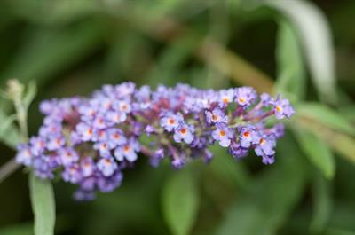 Buddleja davidii - دم موشی