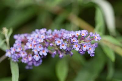 Buddleja davidii