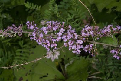 Buddleja davidii - دم موشی