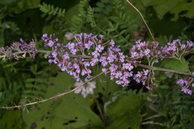 Buddleja davidii - دم موشی