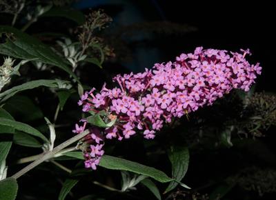 Buddleja davidii