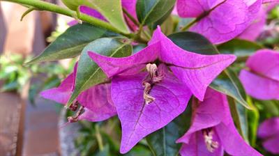 Bugainvillea