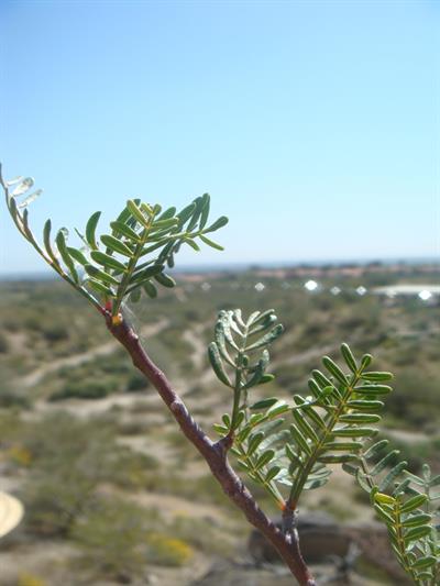 Elephant Tree