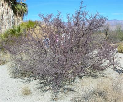 Bursera microphylla