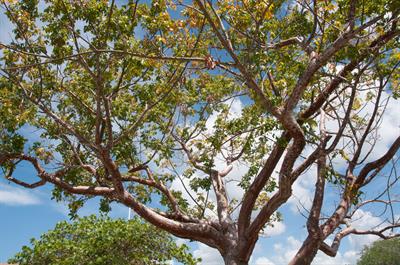 Bursera simaruba