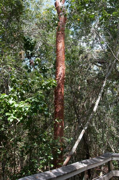 Bursera simaruba - درخت گامبو لیمبو (بورسرا سیماروبا)