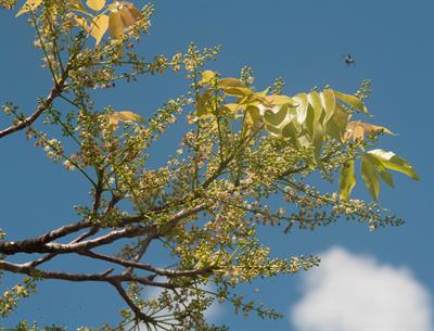 Gumbo limbo