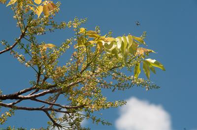 Gumbo limbo