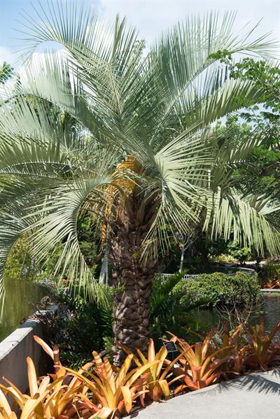 Butia capitata