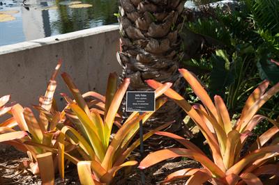 Butia capitata - نخل لرزان