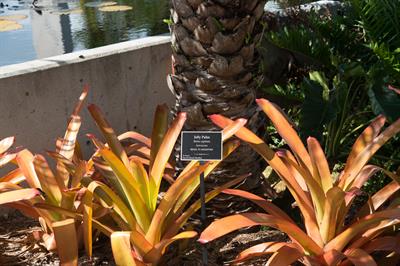 Butia capitata