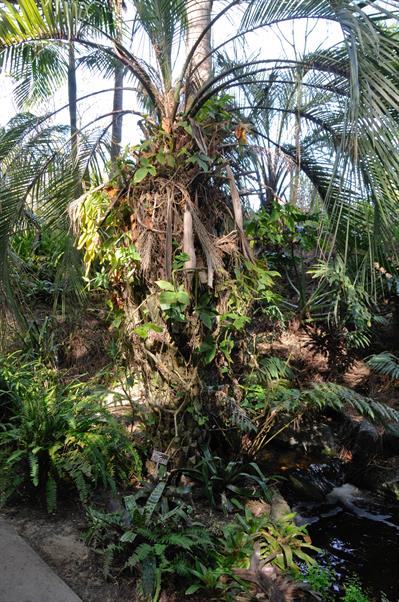 Butia capitata - نخل لرزان