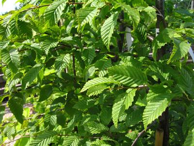 Carpinus