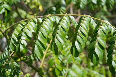 Caesalpinia bonduc