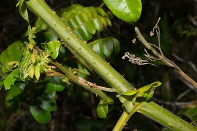 Caesalpinia bonduc