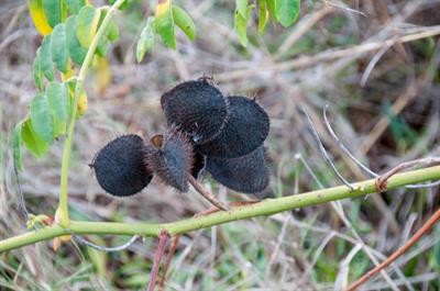 Grey Nicker، بومی نواحی گرمسیری