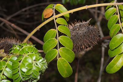 قیصالبینیا بوندوق (لوبیای دریایی خاردار)