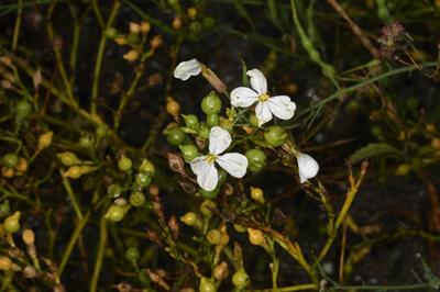 Sea Rocket