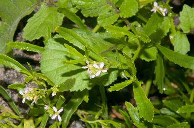 Cakile edentula
