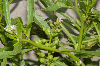 روکت دریایی آمریکایی