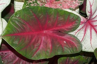 Caladium