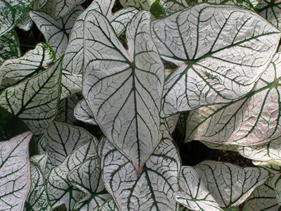 Caladium