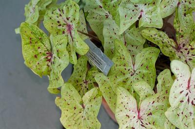 Caladium bicolor - کالادیوم بیکالر