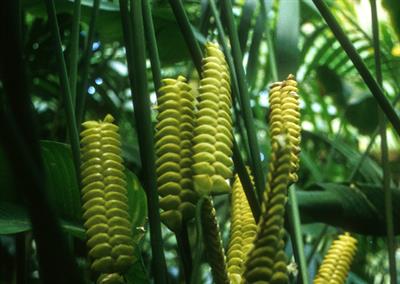 Calathea crotalifera